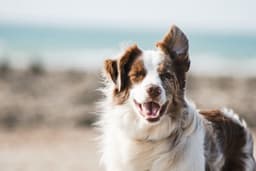 Canine patient — AI-powered diagnostic imaging for dogs