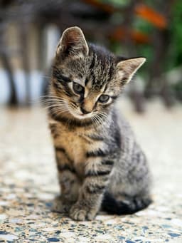 Feline patient — AI-powered diagnostic imaging for cats